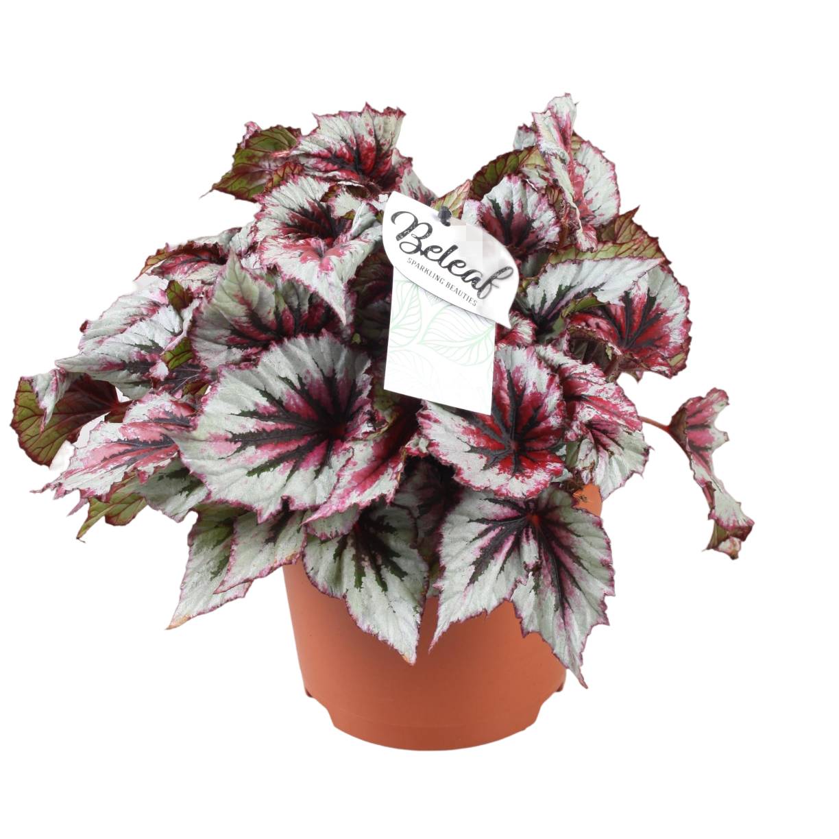 Begonia Beleaf 'Evening Glow' 33cm - Plante d'intérieur- La Green Touch - Image 1