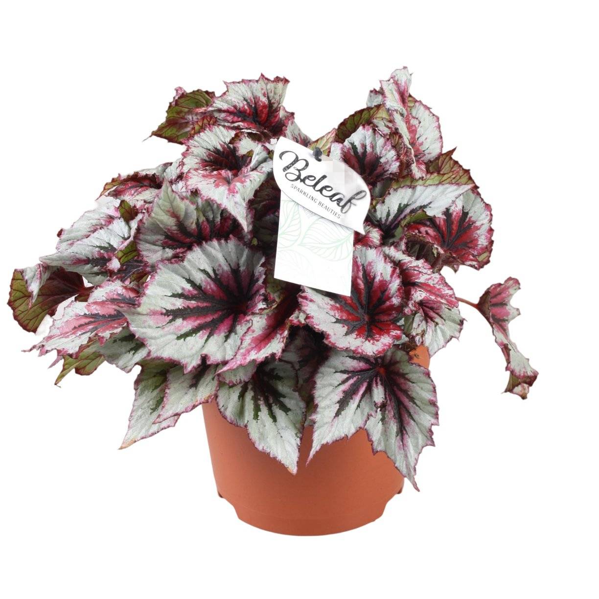 Begonia Beleaf 'Evening Glow' 33cm - Plante d'intérieur- La Green Touch - Image 2