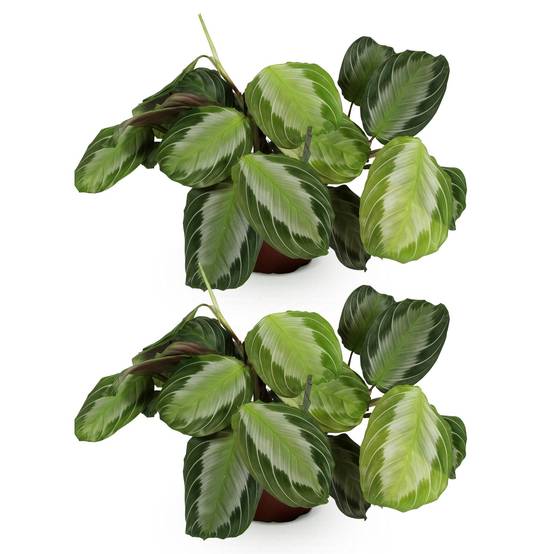 Maranta Fascinator Silverband - Pet-friendly - Pot de 12cm - Hauteur 25-35cm - 2 plantes - Sans cache-pot - Plantes d'intérieur - Image 2