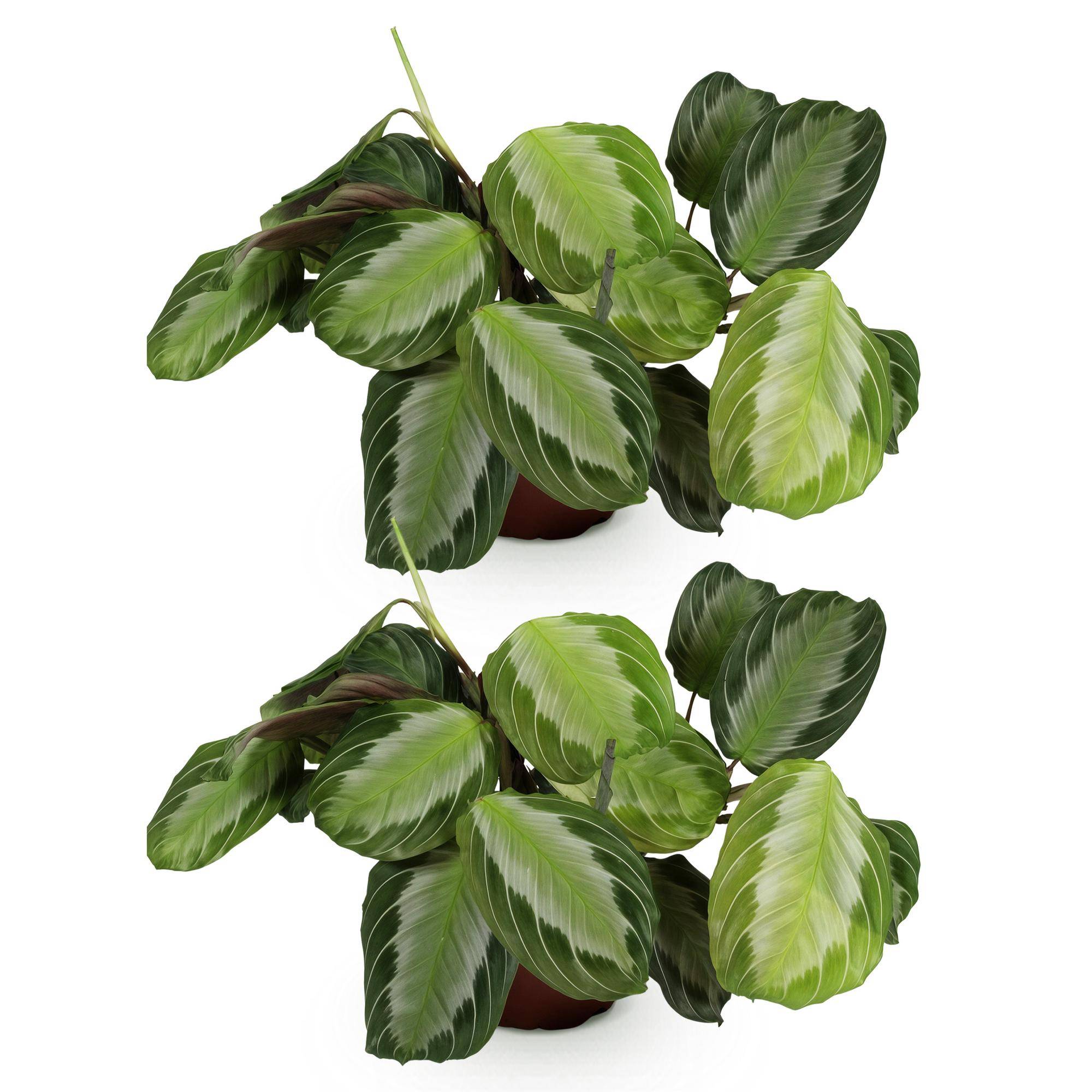 Maranta Fascinator Silverband - Pet-friendly - Pot de 12cm - Hauteur 25-35cm - 2 plantes - Sans cache-pot - Plantes d'intérieur - Image 2