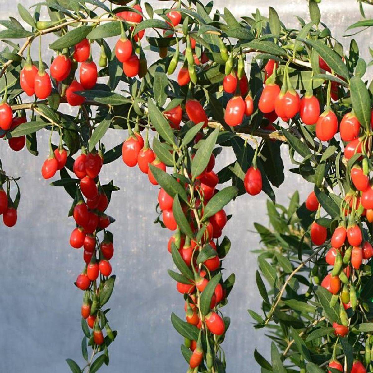 Baie de Goji Princess Tao® 'Fpw03' à fleurs Violette - feuillage Caduc - Pot de 3L - Echelle bambou 60/120 cm- hauteur à maturité De 2,00 m à 2,50 m - Image 8