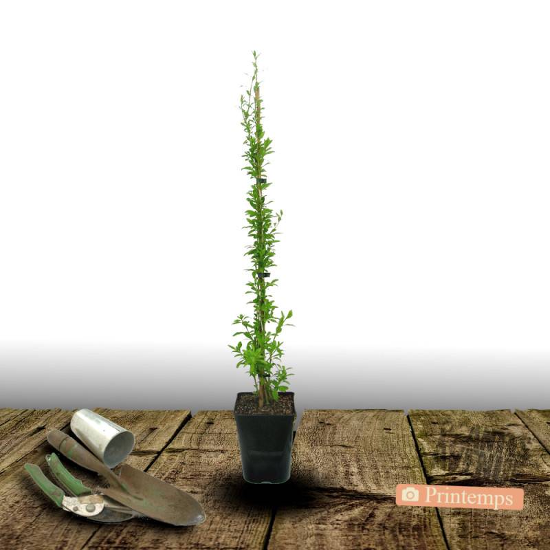 Baie de Goji Princess Tao® 'Fpw03' à fleurs Violette - feuillage Caduc - Pot de 3L - Echelle bambou 60/120 cm- hauteur à maturité De 2,00 m à 2,50 m - Image 4
