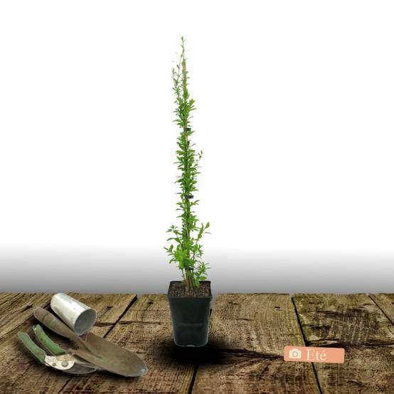 Baie de Goji Princess Tao® 'Fpw03' à fleurs Violette - feuillage Caduc - Pot de 3L - Echelle bambou 60/120 cm- hauteur à maturité De 2,00 m à 2,50 m - Image 3