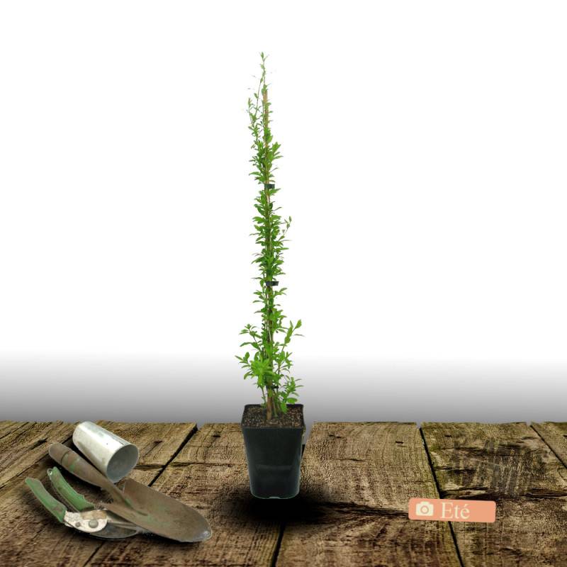 Baie de Goji Princess Tao® 'Fpw03' à fleurs Violette - feuillage Caduc - Pot de 3L - Echelle bambou 60/120 cm-  hauteur à maturité De 2,00 m à 2,50 m - Image 3