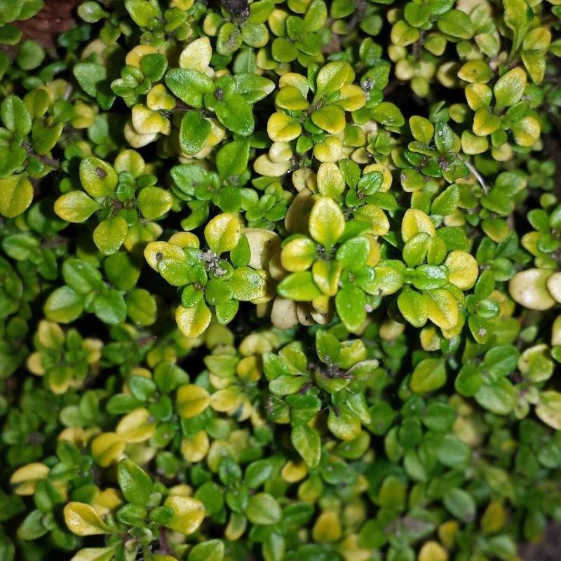 Thym citron Doone Valley à fleurs Rose/ - feuillage Persistant - Lot de 5 godets - Image 1
