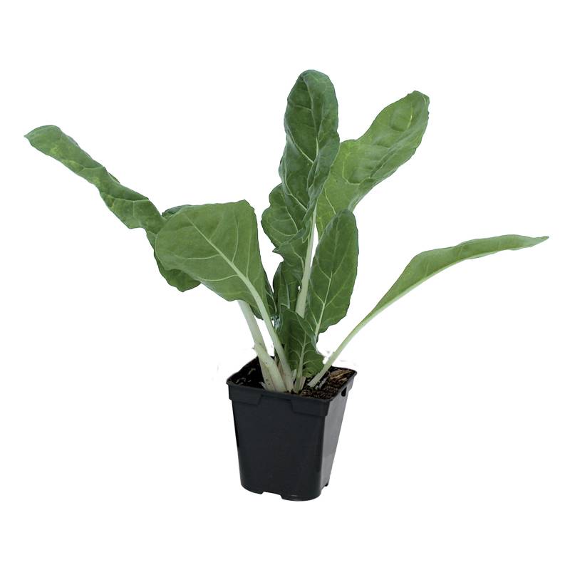 Plant de Poiree verte carde blanche race bressanne pot 0,5 l - Image 1