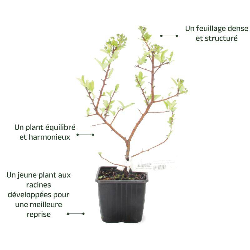 Buisson ardent 'Mohave' (Pyracantha 'Mohave') - Godet - Taille 13/25cm - Pépinières Naudet - Image 3