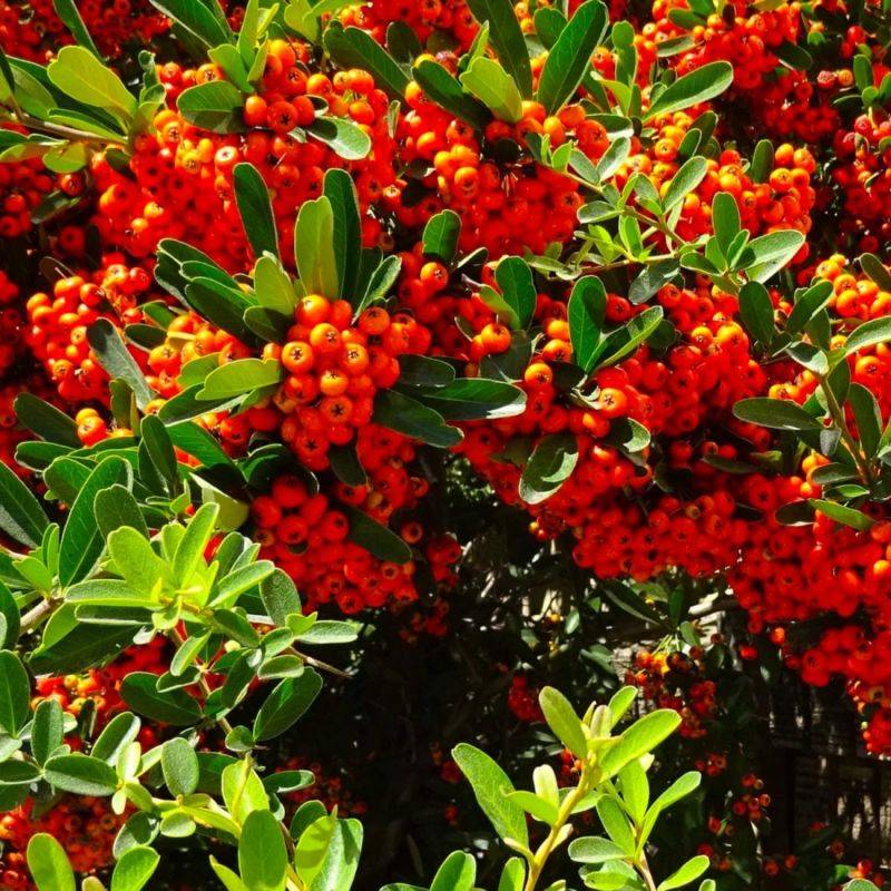 Buisson ardent 'Mohave' (Pyracantha 'Mohave') - Godet - Taille 13/25cm - Pépinières Naudet - Image 1
