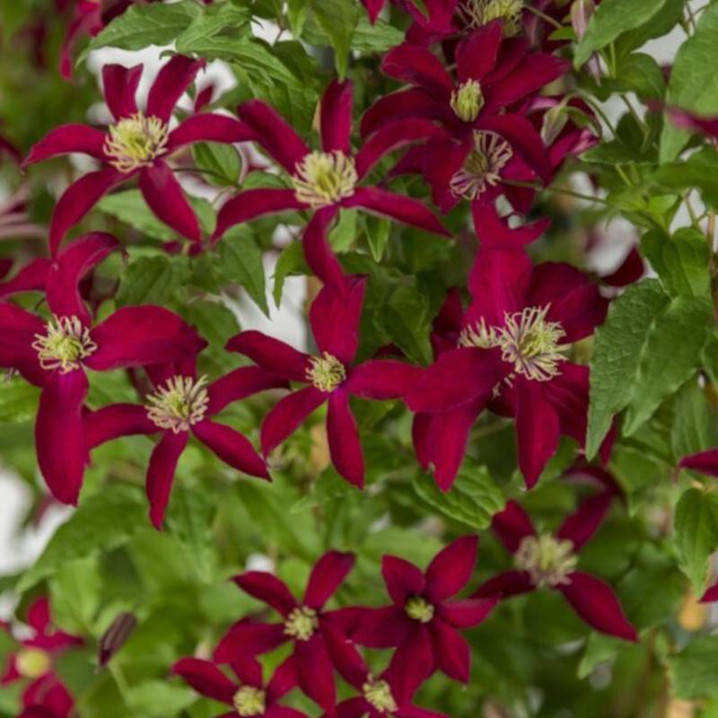 Clématite viticella Glorious® Red 'Zo23015' à fleurs Rouge - feuillage Caduc - Pot de 2L - Tuteur bambou 60/90 cm-  hauteur à maturité De 3,00 m à 5,0 - Image 5