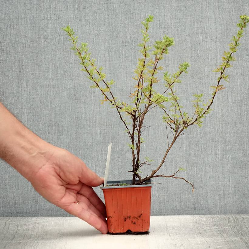 Promesse de Fleurs - Potentille arbustive Hopley's Orange Godet de 8/9 cm - Image 2