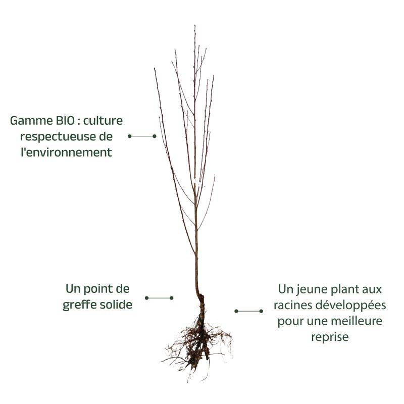 Nectarinier 'John Rivers' BIO (Prunus persica 'John Rivers') - Scion de 100 à 150cm - Pépinières Naudet - Image 3