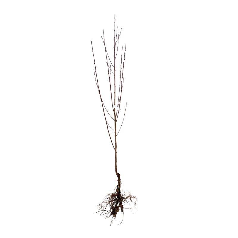 Nectarinier 'John Rivers' BIO (Prunus persica 'John Rivers') - Scion de 100 à 150cm - Pépinières Naudet - Image 2