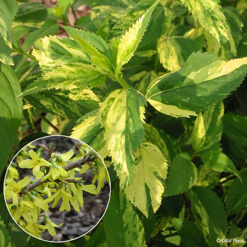 Promesse de Fleurs - Forsythia x intermedia Variegata - Mimosa de Paris panaché Pot de 3L/4L