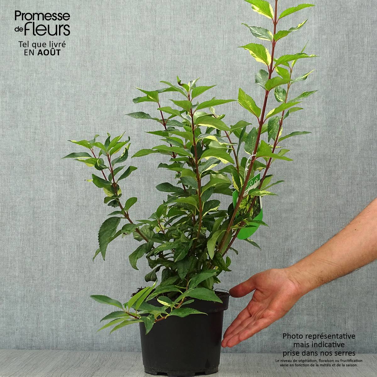 Forsythia x intermedia Variegata - Mimosa de Paris panaché Pot de 3L/4L - Image 2