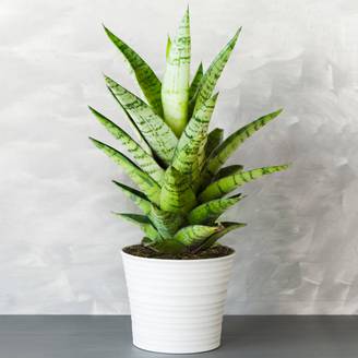 Gardenersdream - 1 X Sansevieria Tough Lady - Langue De Belle-Mère | Plante En Pot Parfaite Pour La Maison Ou Le Bureau - GardenersDream