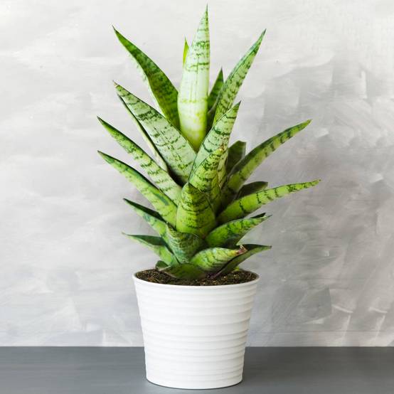 Gardenersdream - 1 X Sansevieria Tough Lady - Langue De Belle-Mère | Plante En Pot Parfaite Pour La Maison Ou Le Bureau - GardenersDream - Image 1