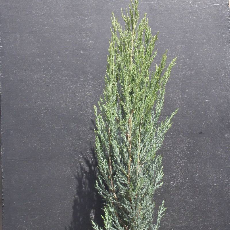 Genévrier des Rocheuses Blue Arrow, Juniperus - Pot de 7,5L - 60/80 cm - Image 5