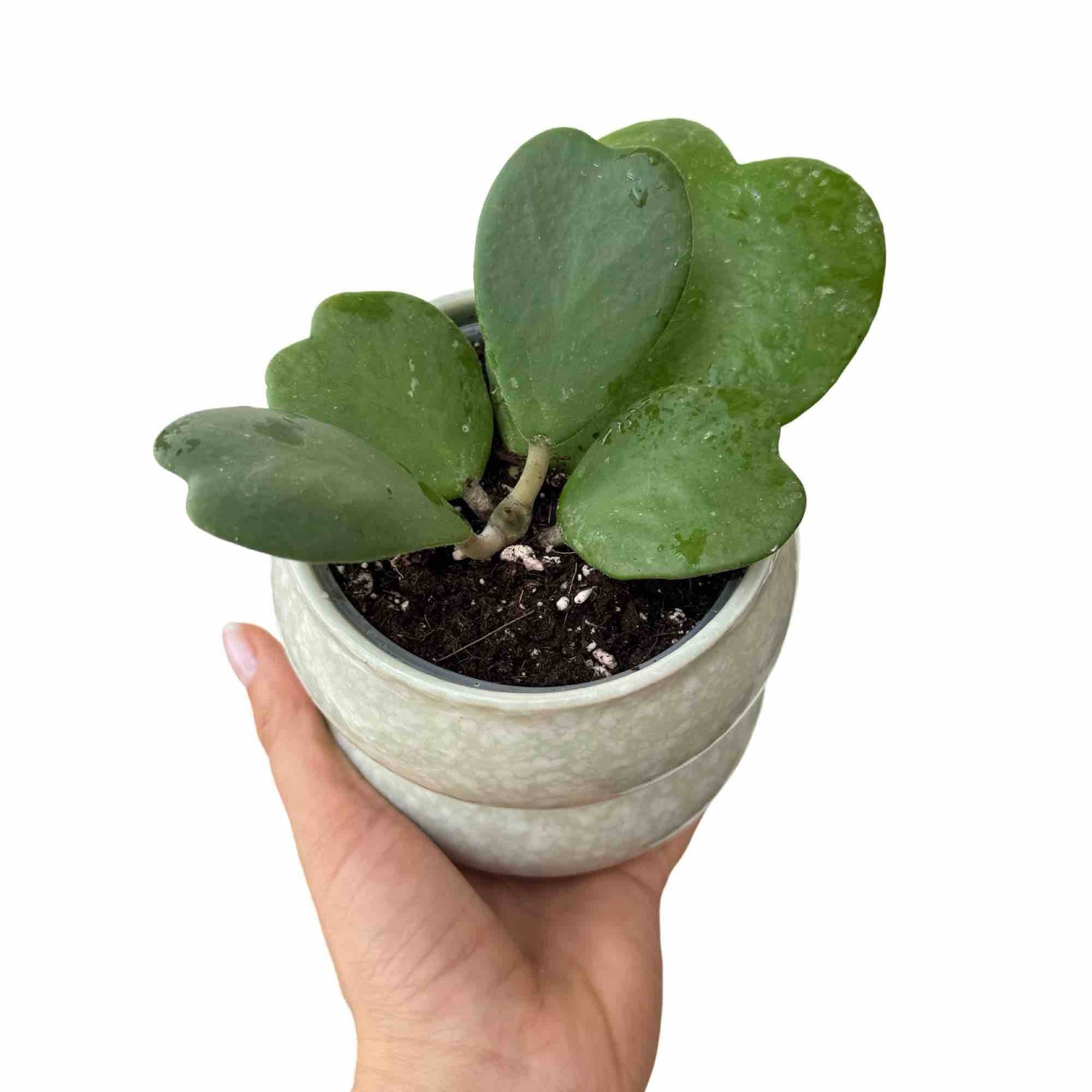 Hoya Kerrii - Pot de 9cm - Plantes d'intérieur - Image 1