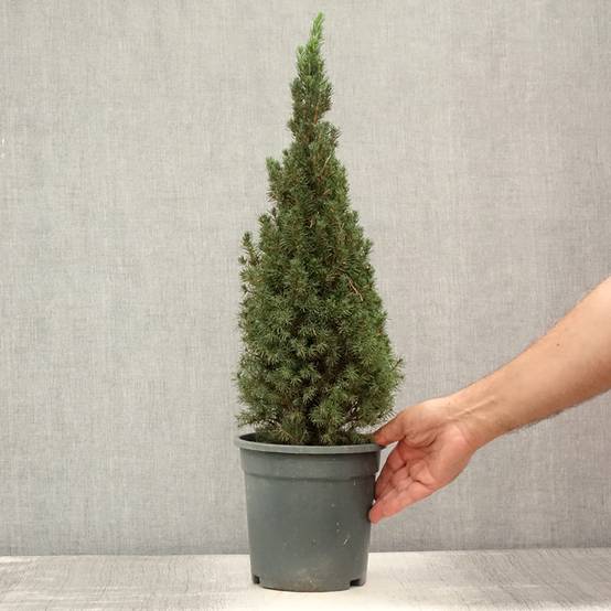 Picea glauca Laurin - Epinette blanche Pot de 3L/4L - Image 2