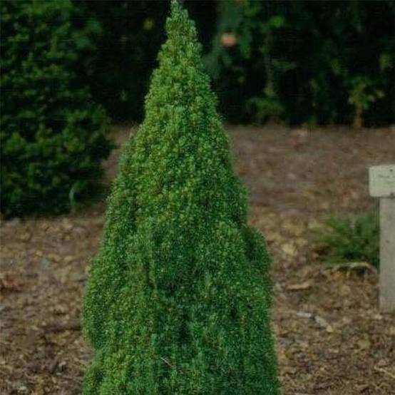 Picea glauca Laurin - Epinette blanche Pot de 3L/4L - Image 1