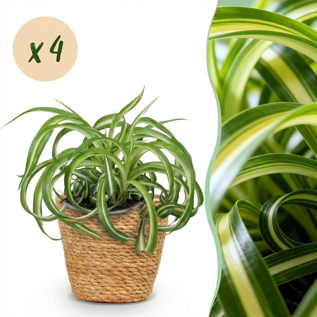 Chlorophytum comosum Bonnie - Pet-friendly - Pot de 12cm - Hauteur 20cm - 4 plantes - Panier - Plantes d'intérieur - Image 1