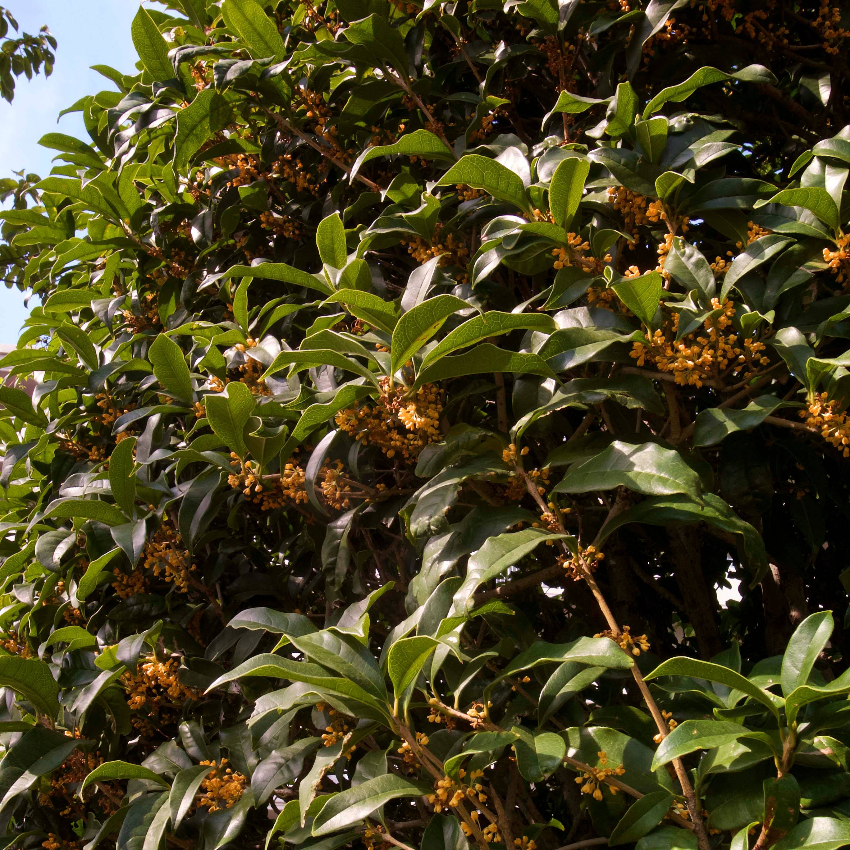 Promesse de Fleurs - Osmanthus fragrans Aurantiacus - Osmanthe parfumé Pot de 2L/3L - Image 1
