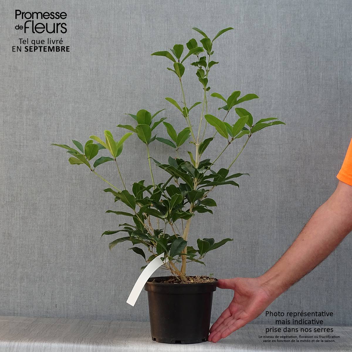 Promesse de Fleurs - Osmanthus fragrans Aurantiacus - Osmanthe parfumé Pot de 2L/3L - Image 2