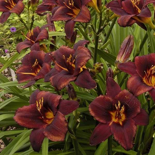 Promesse de Fleurs - Hémérocalle Chocolate Candy - Lis d'un Jour rouge acajou Pot de 2L/3L