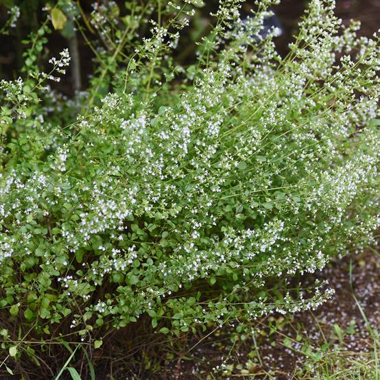 Promesse de Fleurs - Nepeta x faassenii Alba - Népéta hybride Godet de 8/9 cm