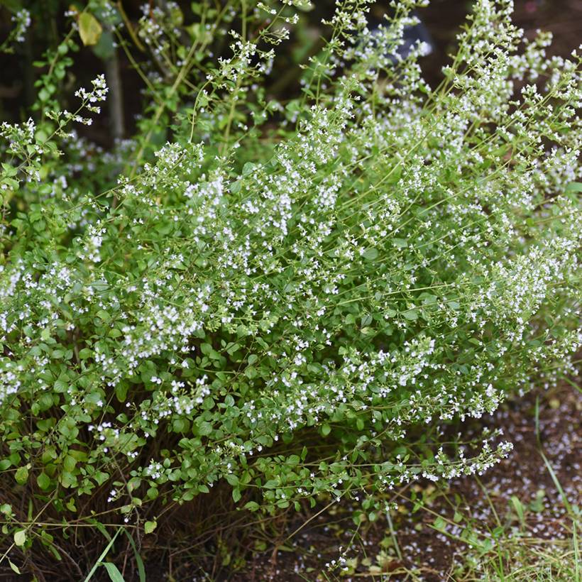 Promesse de Fleurs - Nepeta x faassenii Alba - Népéta hybride Godet de 8/9 cm