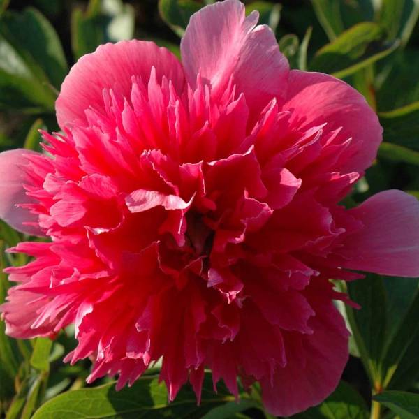 Promesse de Fleurs - Pivoine officinale Rosea Plena Pot de 12 cm / 13 cm