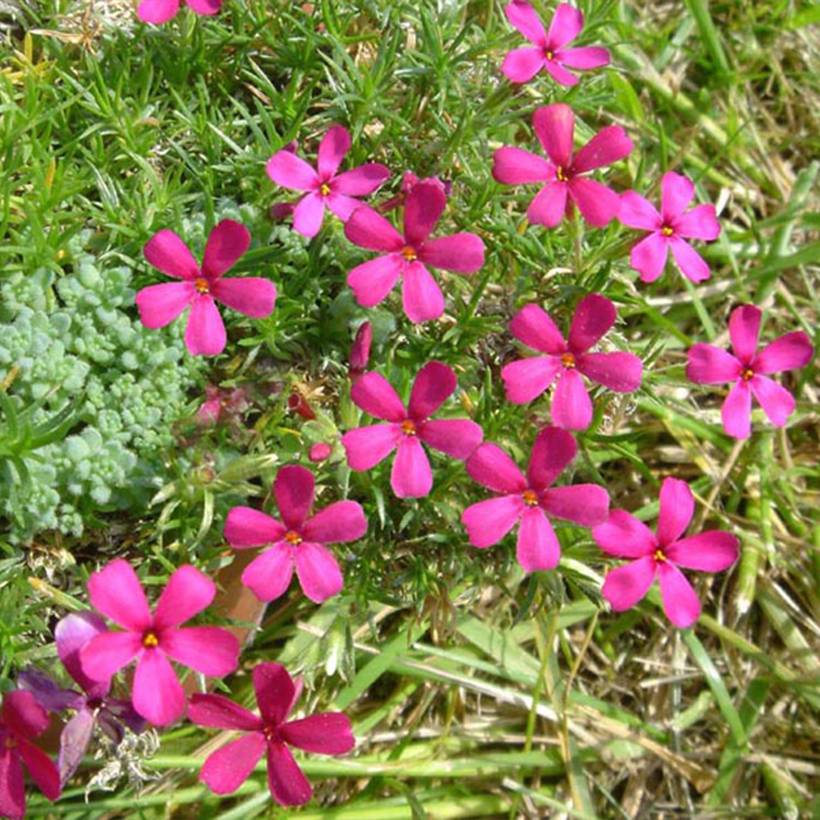 Promesse de Fleurs - Phlox douglasii Ochsenblut - Phlox mousse Godet de 8/9 cm
