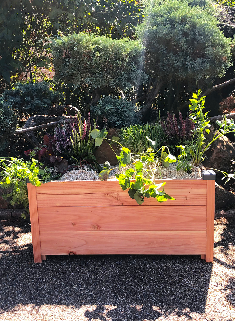 Mon Petit Potager - Bac bois Douglas Premium taille M : 40 x 83 x H41 cm - Epaisseur 19mm - mon PETIT POTAGER - Image 3