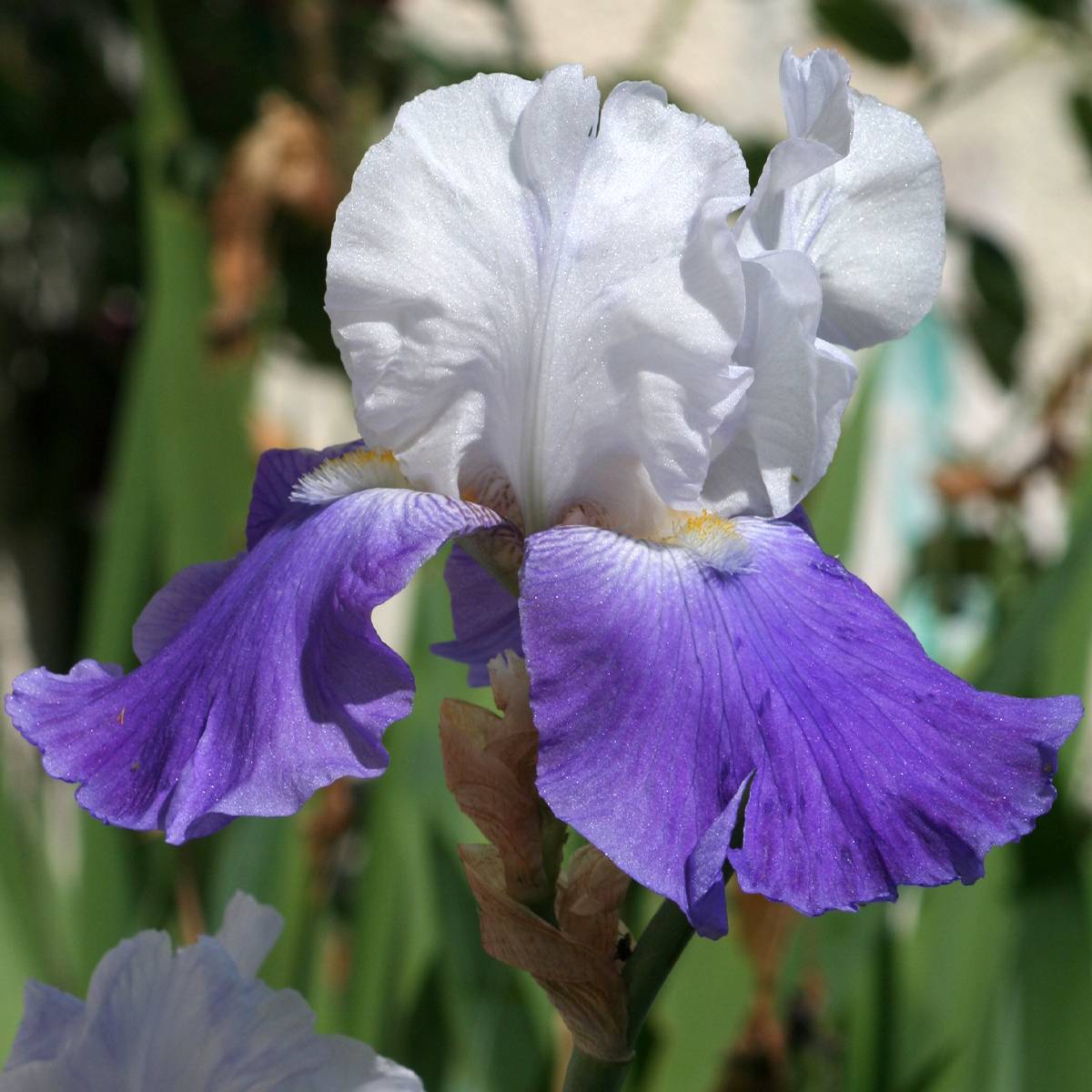 Iris germanica Arpège - Iris des Jardins Godet de 8/9 cm