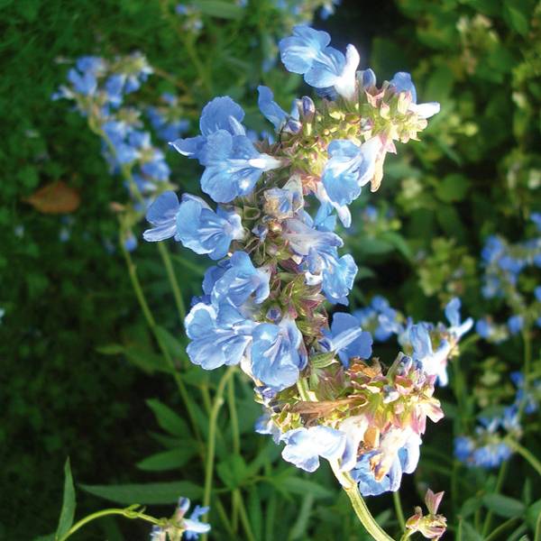 Sauge des marais - Salvia uliginosa Godet de 7/8 cm