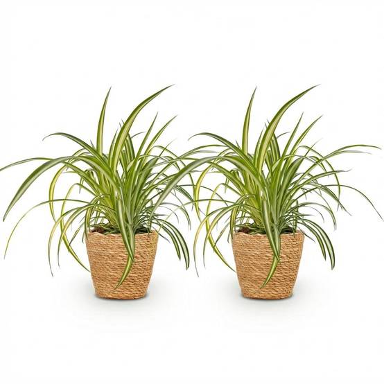 Chlorophytum Comosum Variegatum - H30cm - Image 4