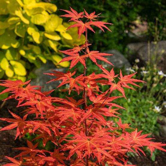 Érable du Japon 'Brown Sugar' (Acer palmatum 'Brown Sugar') - Godet 9cm - Pépinières Naudet