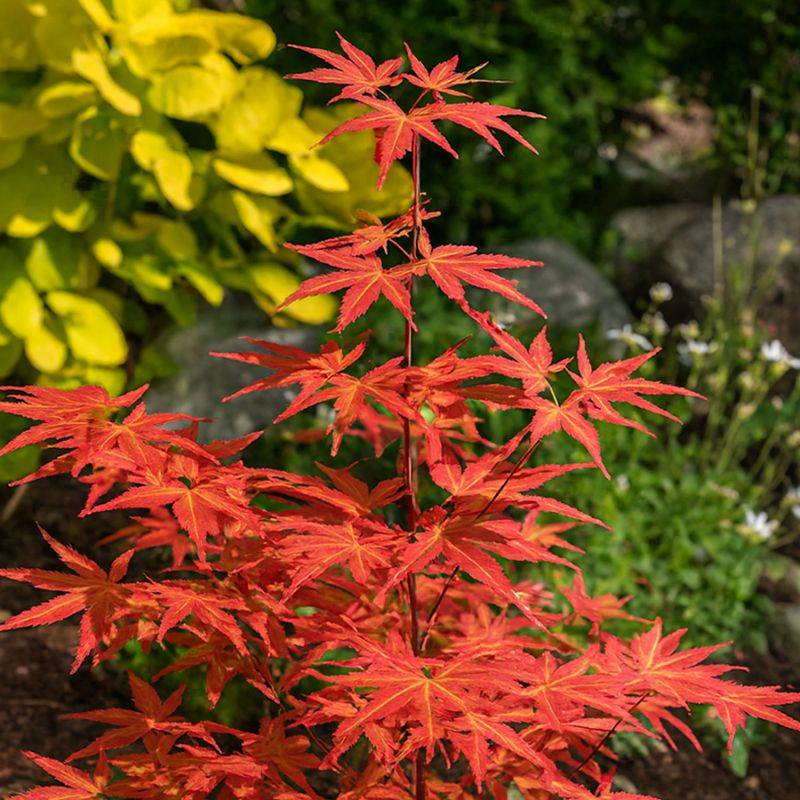 Érable du Japon 'Brown Sugar' (Acer palmatum 'Brown Sugar') - Godet 9cm - Pépinières Naudet