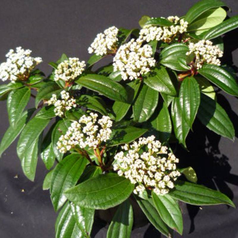 Viorne de David, Viburnum à fleurs Blanche - feuillage Persistant - Pot de 3L - 40/60 cm-  hauteur à maturité De 2,50 m à 3,00 m - Image 1
