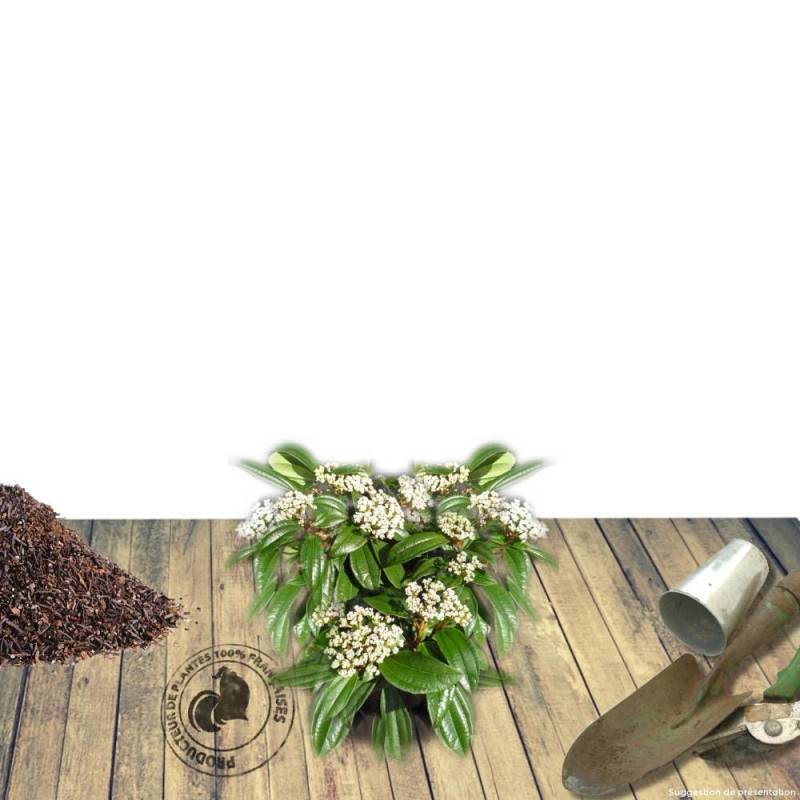 Viorne de David, Viburnum à fleurs Blanche - feuillage Persistant - Pot de 3L - 40/60 cm-  hauteur à maturité De 2,50 m à 3,00 m - Image 6