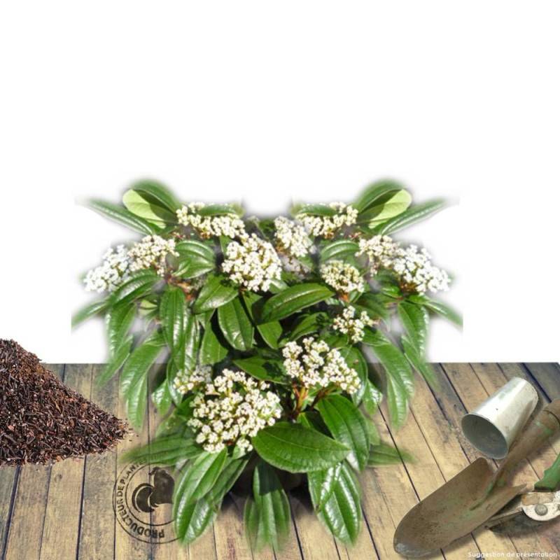 Viorne de David, Viburnum à fleurs Blanche - feuillage Persistant - Pot de 3L - 40/60 cm-  hauteur à maturité De 2,50 m à 3,00 m - Image 7
