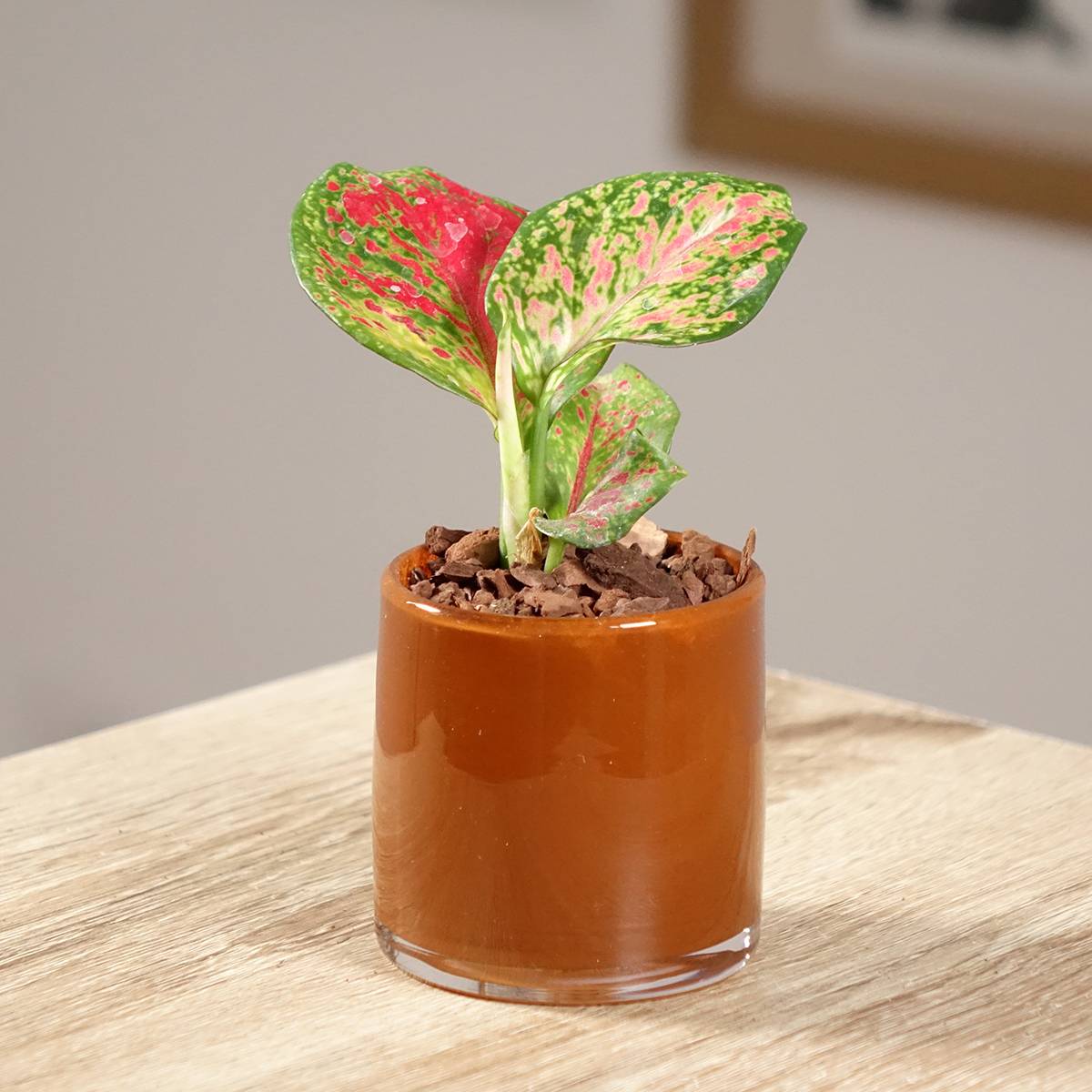 Aglaonema Red Zircon Mini-plante