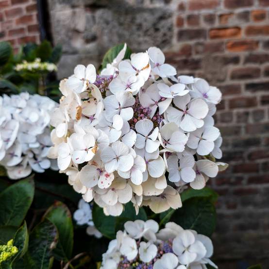 Hortensia - Hydrangea macrophylla Libelle (Teller white) Pot de 2L/3L - Image 1