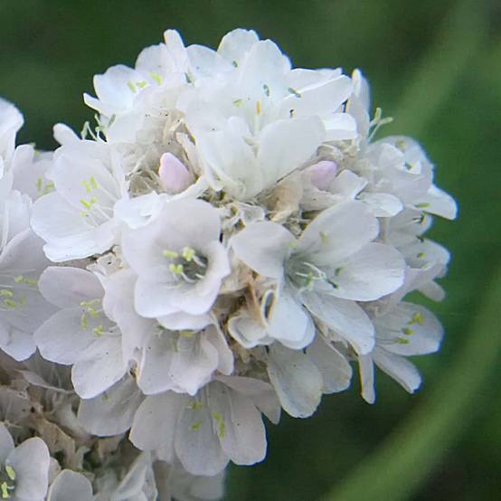 Promesse de Fleurs - Gazon d'Espagne blanc, Armeria Maritima alba Pot de 2L/3L