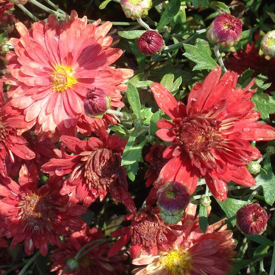 Promesse de Fleurs - Chrysanthème rubellum Duchess of Edinburgh - Marguerite d'automne Godet de 8/9 cm