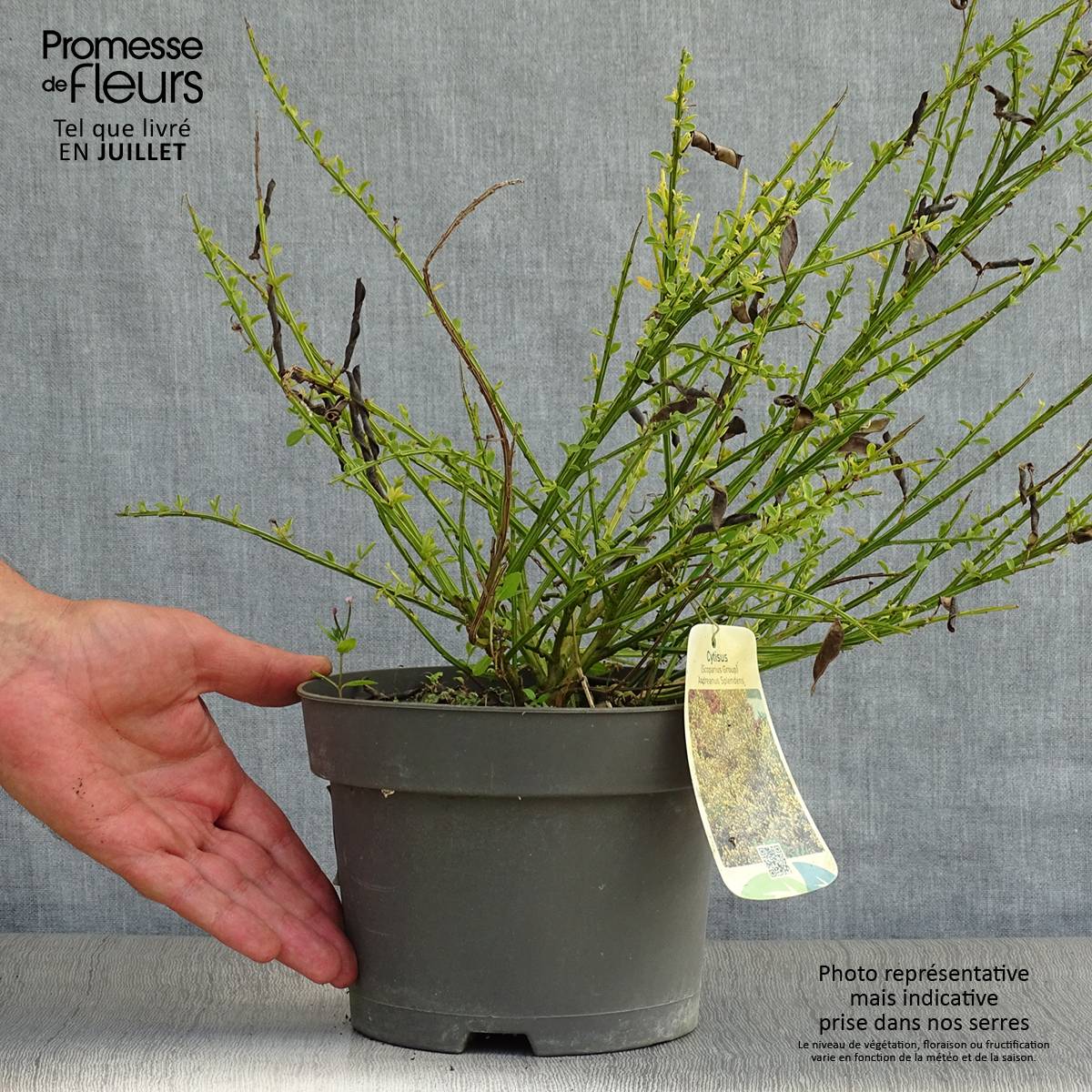 Promesse de Fleurs - Genêt à balais - Cytisus scoparius Andreanus Pot de 2L/3L - Image 2