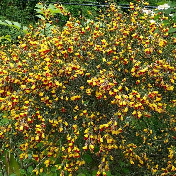 Promesse de Fleurs - Genêt à balais - Cytisus scoparius Andreanus Pot de 2L/3L - Image 1