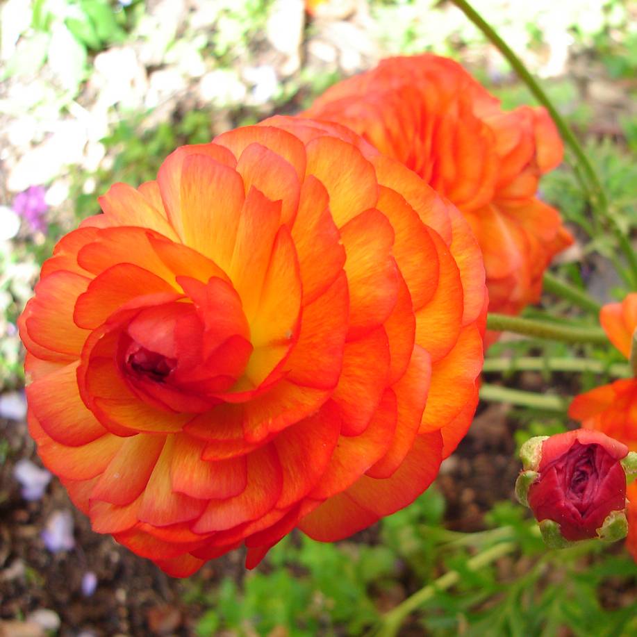 Promesse de Fleurs - Renoncule asiatique double orange Bulbe calibre 8+ (par 20)