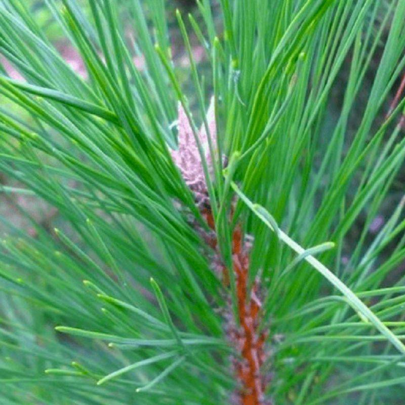 Pin de Salzmann (Pinus nigra subsp. salzmannii) - Godet - Taille 13/25cm - Pépinières Naudet - Image 2