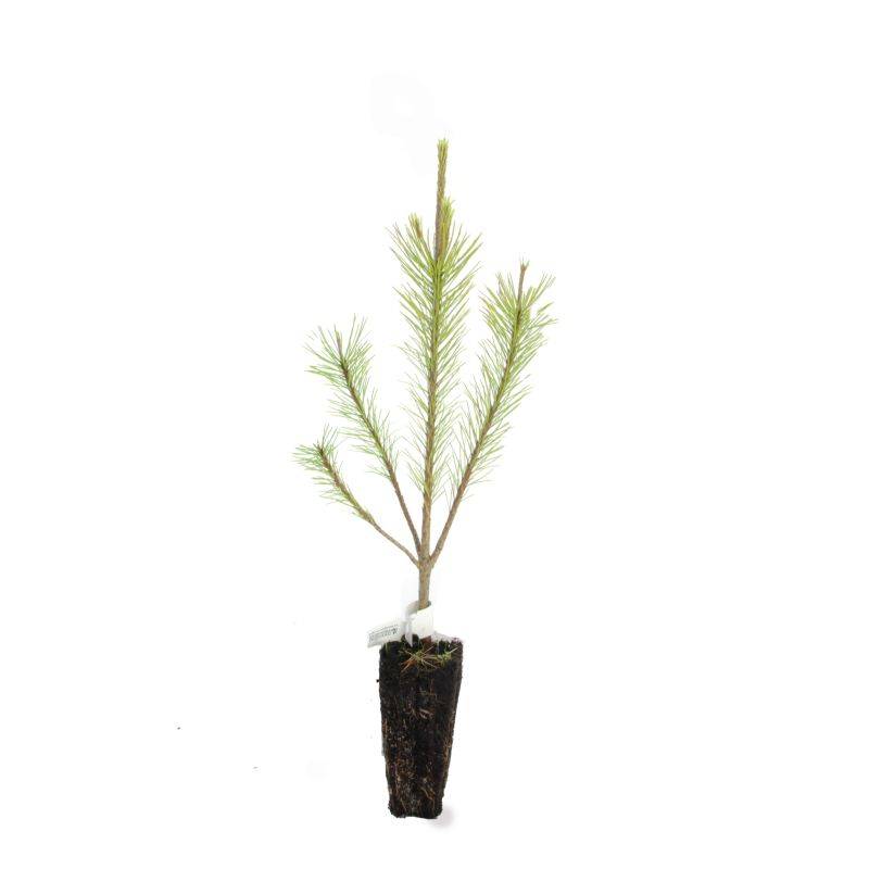 Pin de Salzmann (Pinus nigra subsp. salzmannii) - Godet - Taille 13/25cm - Pépinières Naudet - Image 3